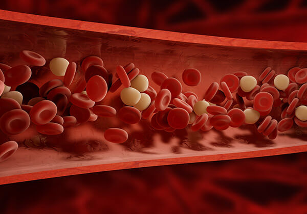 Blood vessel illustration